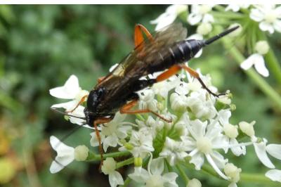 <i>Pimpla rufipes</i>