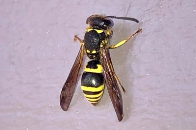 <i>Ancistrocerus</i>
