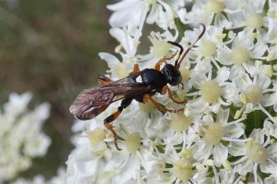 <i>Ichneumon sarcitorius</i>