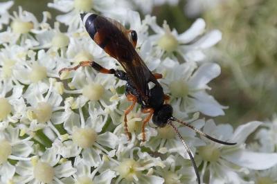 <i>Ichneumon sarcitorius</i>