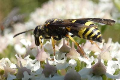 <i>Ancistrocerus nigricornis</i>