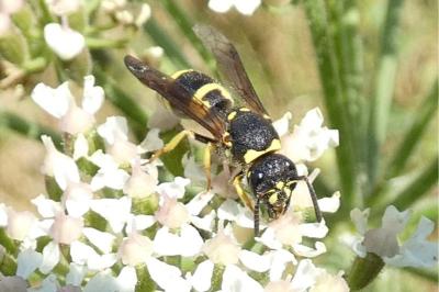 <i>Ancistrocerus nigricornis</i>