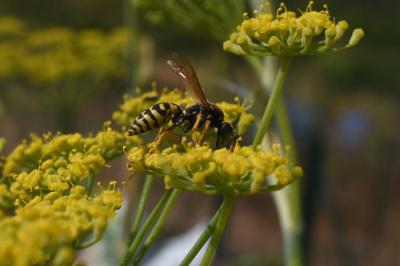 <i>Polistes</i>