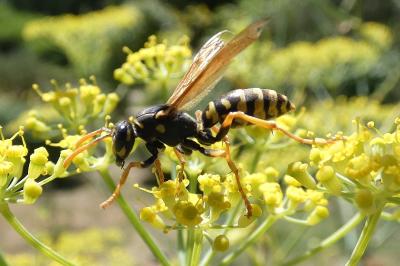 <i>Polistes dominula</i>