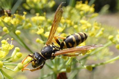 <i>Polistes dominula</i>