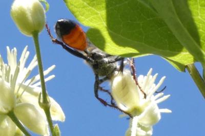<i>Sphex funerarius</i>