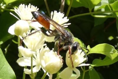 <i>Sphex funerarius</i>
