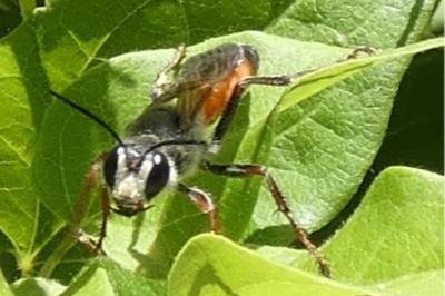 <i>Sphex funerarius</i>