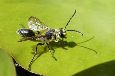 <i>Isodontia mexicana</i>