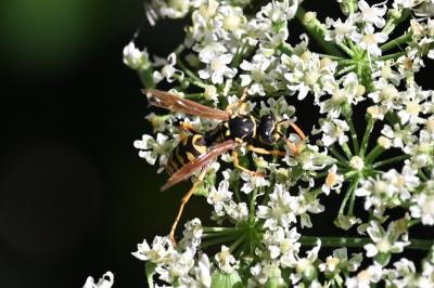 <i>Polistes dominula</i>
