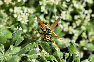 <i>Polistes dominula</i>