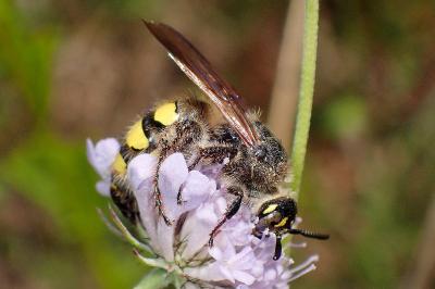 <i>Colpa sexmaculata</i>