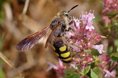 <i>Colpa sexmaculata</i>
