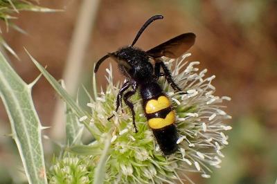 <i>Scolia hirta</i>