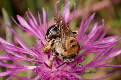 <i>Tetralonia dentata</i>