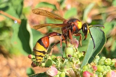<i>Delta unguiculatum</i>
