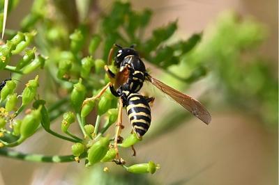 <i>Polistes nimpha</i>