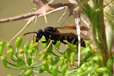 <i>Polistes nimpha</i>