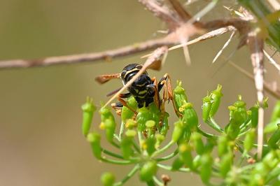 <i>Polistes nimpha</i>