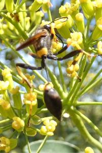 <i>Sceliphron caementarium</i>