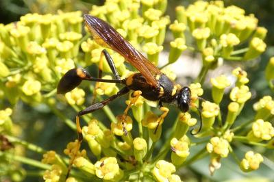 <i>Sceliphron caementarium</i>
