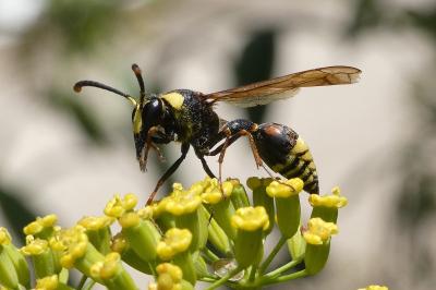 <i>Delta unguiculatum</i>