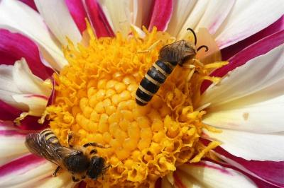 <i>Halictus scabiosae</i>