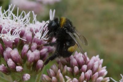 <i>Bombus sp (terrestris/lucorum/cryptarum/magnus)</i>