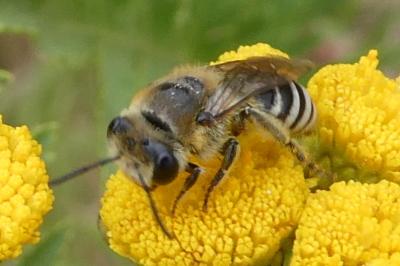 <i>Colletes</i>