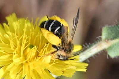 <i>Dasypoda hirtipes</i>