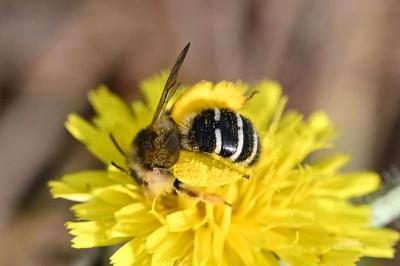 <i>Dasypoda hirtipes</i>