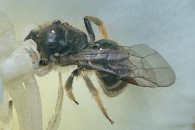 <i>Lasioglossum</i>