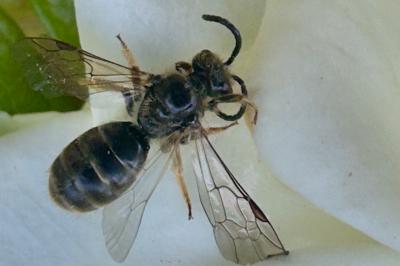<i>Lasioglossum</i>