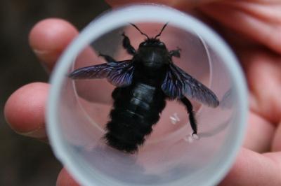<i>Xylocopa violacea</i>