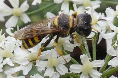 <i>Ectemnius cavifrons</i>