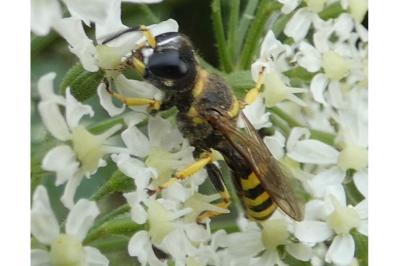 <i>Ectemnius cavifrons</i>