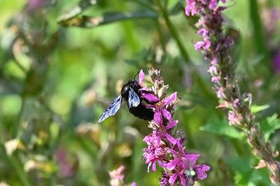 <i>Xylocopa</i>