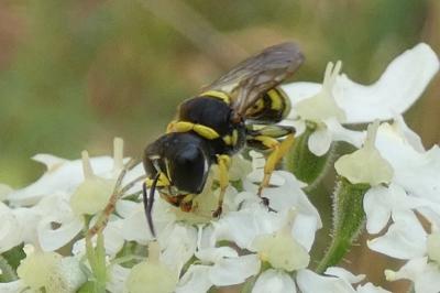 <i>Ectemnius lituratus</i>