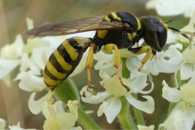 <i>Ectemnius lituratus</i>