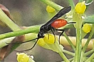 <i>Iphiaulax impostor</i>