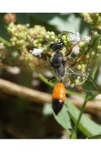<i>Sphex funerarius</i>