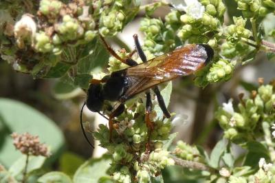 <i>Sphex funerarius</i>