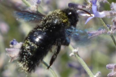 <i>Xylocopa violacea</i>