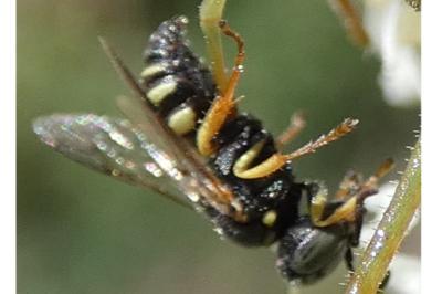 <i>Lestica</i>