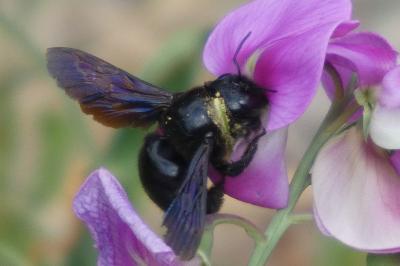 <i>Xylocopa</i>