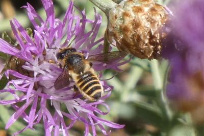 <i>Megachile</i>