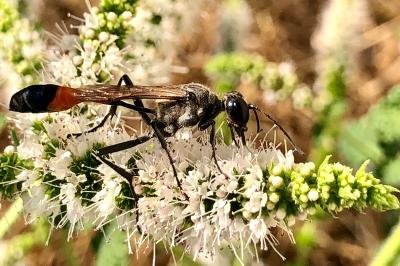 <i>Ammophila sabulosa</i>