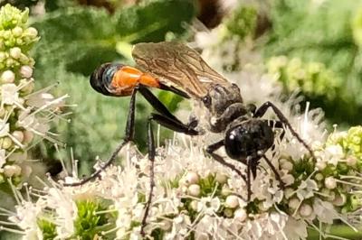 <i>Ammophila sabulosa</i>