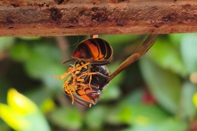 <i>Vespa velutina</i>