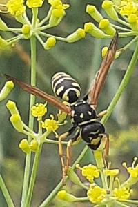<i>Polistes dominula</i>